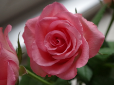 Rose zum Frauentag Rose zum Frauentag